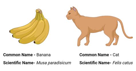 Scientific Name Definition Rules Examples Nomenclature