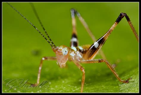 Cricket Nymph Cricket Nymph Sogod Cebu Gerald Yuvallos Flickr