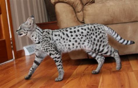 The 10 Largest Domestic Cat Breeds In The World Largest Domestic Cat