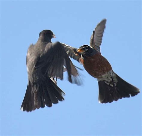 Robins Fighting In Mid Aid Thephotoforum Film And Digital Photography
