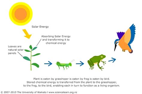 A Food Energy Chain — Science Learning Hub