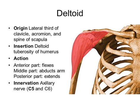 Muscles Ppt Video Online Download In 2021 Deltoids Axillary Nerve