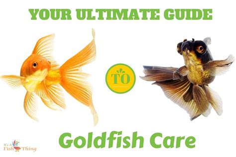 Ultimate Guide To Goldfish Care Written Around Two Swimming Goldfish On