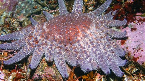 Biologist Helps Place Starfish On Critically Endangered List Cals