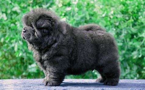 Wallpaper Dog Puppy Black Fluffy 2560x1600 Wallup 1106552 Hd