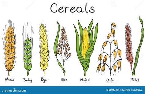 Cereals Hand Drawn Illustration Cartoon Vector Cartoondealer Com