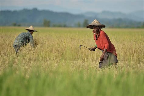 The Challenges Of Regulating Rice In Myanmar Jstor Daily