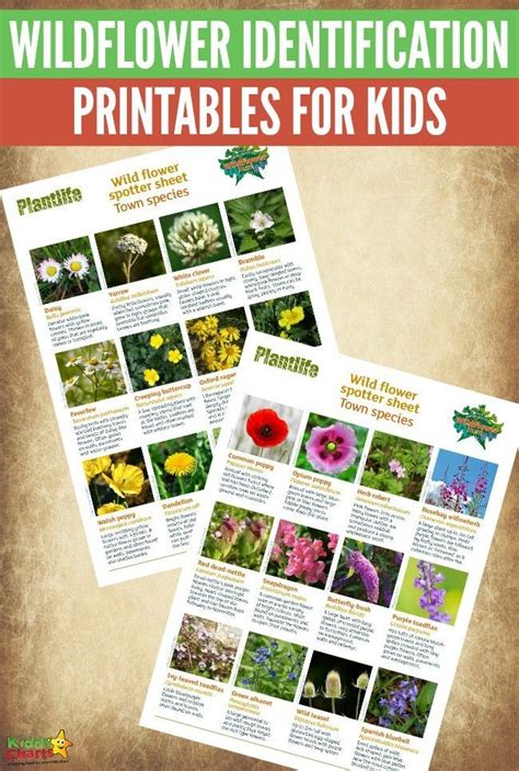 Wildflower Identification Get The Kids Spotting Town Plants And More