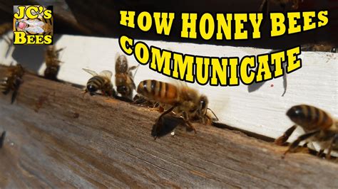 How Honey Bees Communicate Part 1 Pheromones Youtube