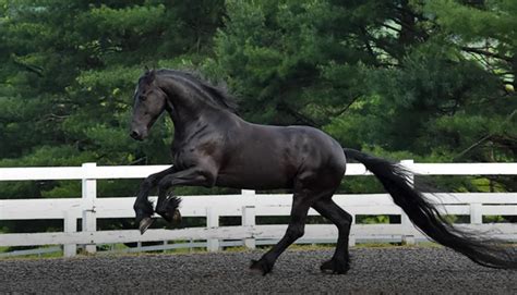 Friesian Horse Breed Info And Facts