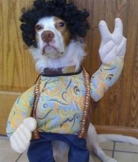 Curious Funny Photos Pictures Dogs Dressed Up 53 Pics