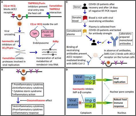 Frontiers A Comprehensive Review Of Viral Characteristics Transmission Pathophysiology