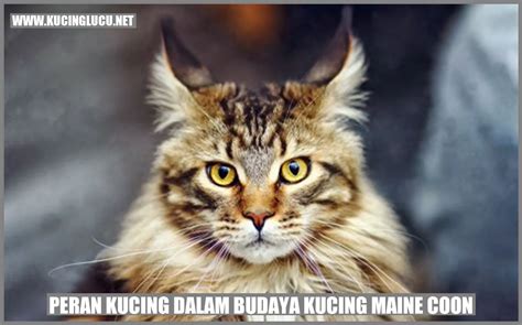 Kucing Maine Coon Fakta Menarik Dan Keunikan Ras Kucing Terbesar Di