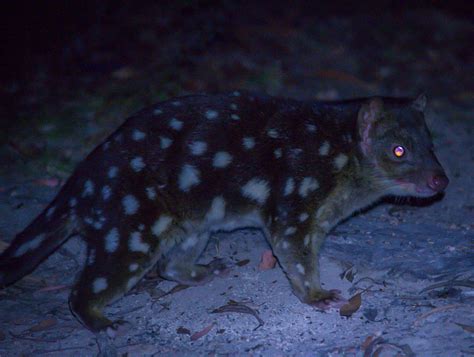 Eastern Quoll Tiger Quoll Doesnt Matter Spotted On One Of My