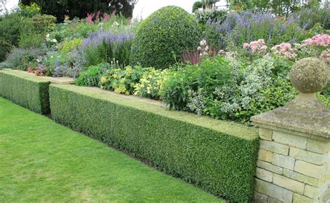 Box Hedging Softening Wall And Garden Boundary Garden Hedges Garden