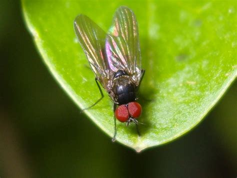 Discussion Forum Small Fly With Rather Big Red Eyes
