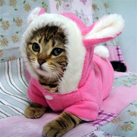 Buy Pet Cat Clothes Mascotas Costume Clothes For Pet