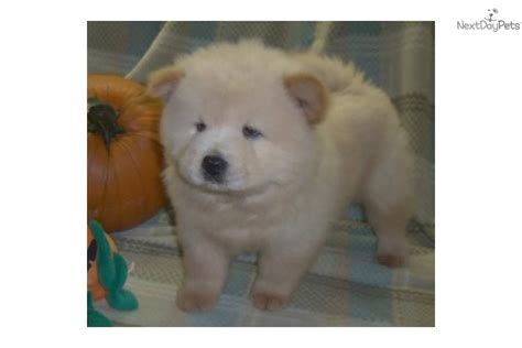 Akc Cream Male Chow Chow Puppy For Sale Near Lake Of The Ozarks
