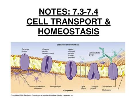 Notes Cell Transport And Homeostasis Ppt Download