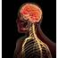 Relax Your Nervous System  Dorfman Kinesiology