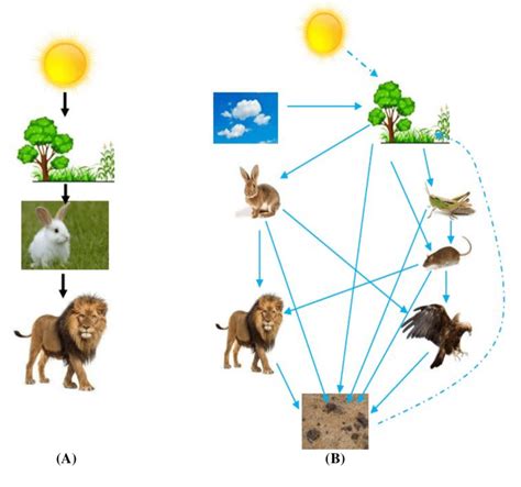 Flow Energy In An Ecosystem A Food Chain B Food Web Download