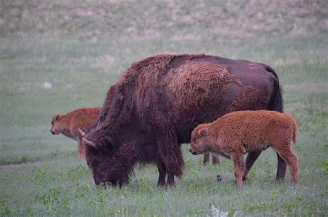 Bison Wind Cave National Park Us National Park Service