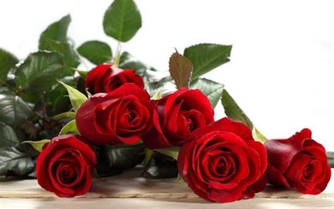 101 Kumpulan Kata Kata Bunga Romantis Cinta Bijak Terlengkap Terbaru
