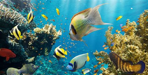 Hawaiian Reef Fish And Other Creatures18 Magical Of Them