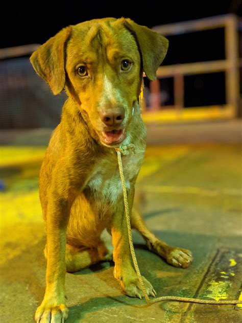 Pics Dog Rescued After Found Swimming 220 Kilometres Out At Sea