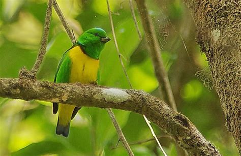 Guatemala Birding Tours Birding Ecotours