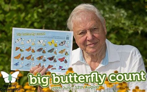 The Big Butterfly Count David Domoney Big Butterfly Butterfly