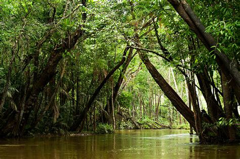 Amazon Rainforest Stock Photos Pictures And Royalty Free Images Istock