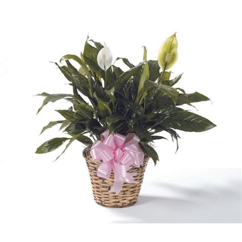 Its flowers resemble those of the calla lily (both plants peace lilies are listed by the aspca as one of the common houseplants that are poisonous to cats. Peace Lily | Flower Delivery Covington KY, Fassler Florist