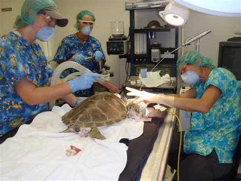 Some Relief For Moe The Turtle Hospital Rescue Rehab Release