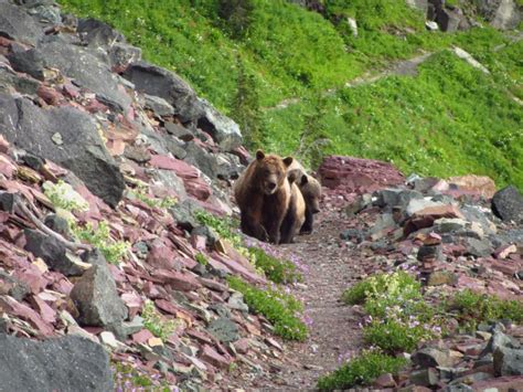 Tips For Backpacking In Bear Country The Hiking Life