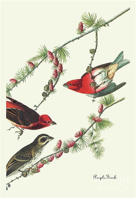 Purple Finch Audubon Painting By John James Audubon Fine Art America