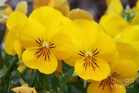 Yellow Pansies Photograph By Judy Whitton