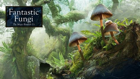 Fantastic Fungi Official Uk Trailer 2020 The Magic Of Mushrooms Youtube