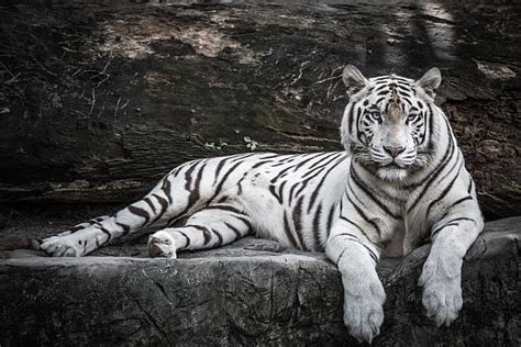 White Tiger Stock Photos Pictures And Royalty Free Images Istock