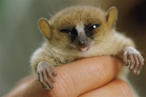 35 Smallest Animals In The World Always Pets