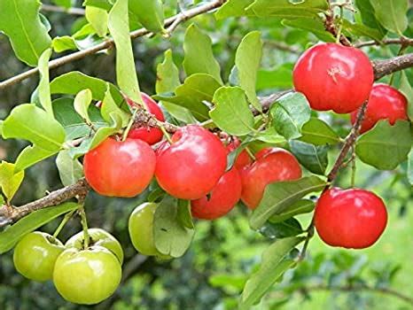 Creative Farmer Live Plant Acerola Cherry Fruit Barbados Cherry