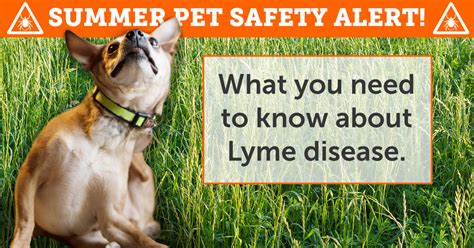 What You Need To Know About Lyme Disease Aspca