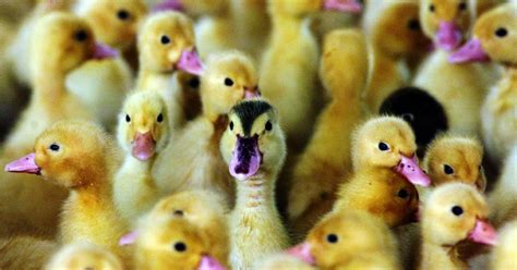 Hawkesbury Council Approves Tinder Creek Duck Farm Waste System Hawkesbury Gazette Richmond NSW