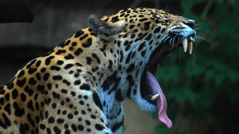 Jaguars Animals Nature Wallpapers Hd Desktop And Mobile Backgrounds