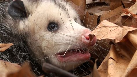 Angry Possum