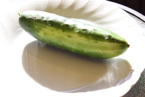 Cucumber Green Gem Seeds The Seed Collection