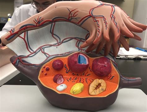 Ovary Model Anatomy Models Labeled Anatomy Models Reproductive System Porn Sex Picture
