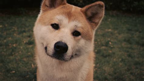 Im städtchen odate kommt der rüde 1923 zur welt. Hintergrundbilder : Akita inu, Hund, Gesicht, Augen, Gras ...
