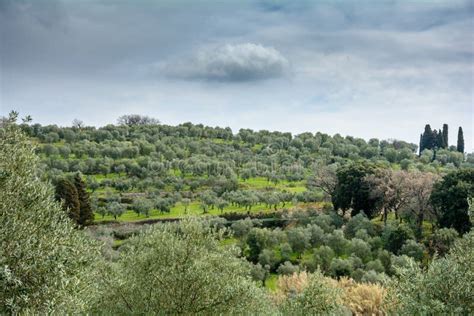 Olive Gardens Of Tuscany Stock Image Image Of Amazing 135820197