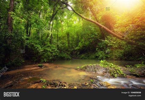 Inside Rainforest Image And Photo Free Trial Bigstock